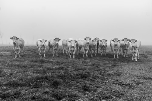 20210420_natuur__dsf0694