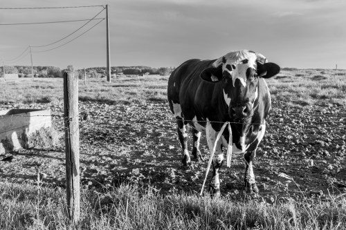 20210603_zillebeke__dsf1815